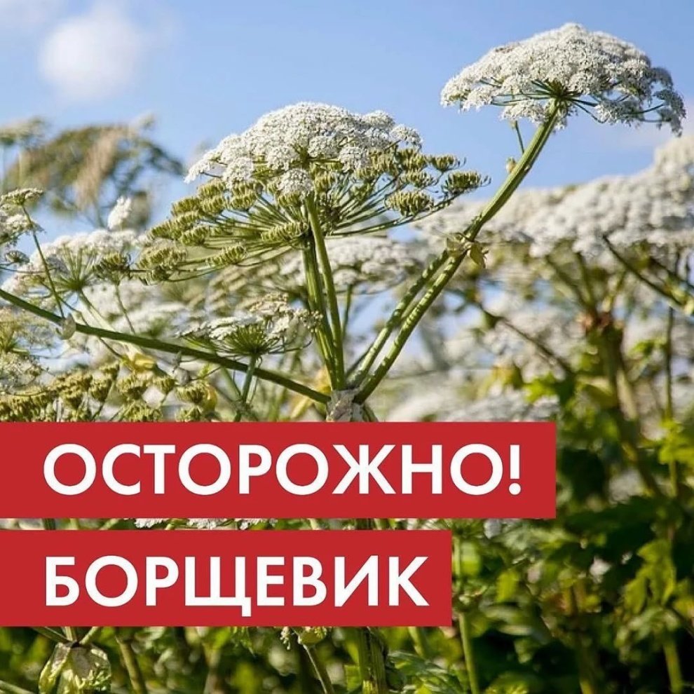 Методы уничтожения  и меры предосторожности в борьбе с борщевиком Сосновского.